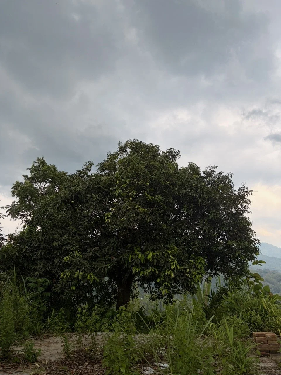 IMG_0320.jpeg