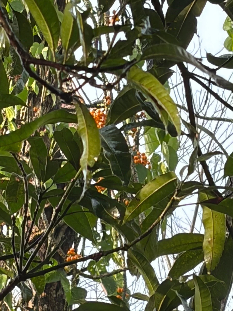IMG_0347.jpeg