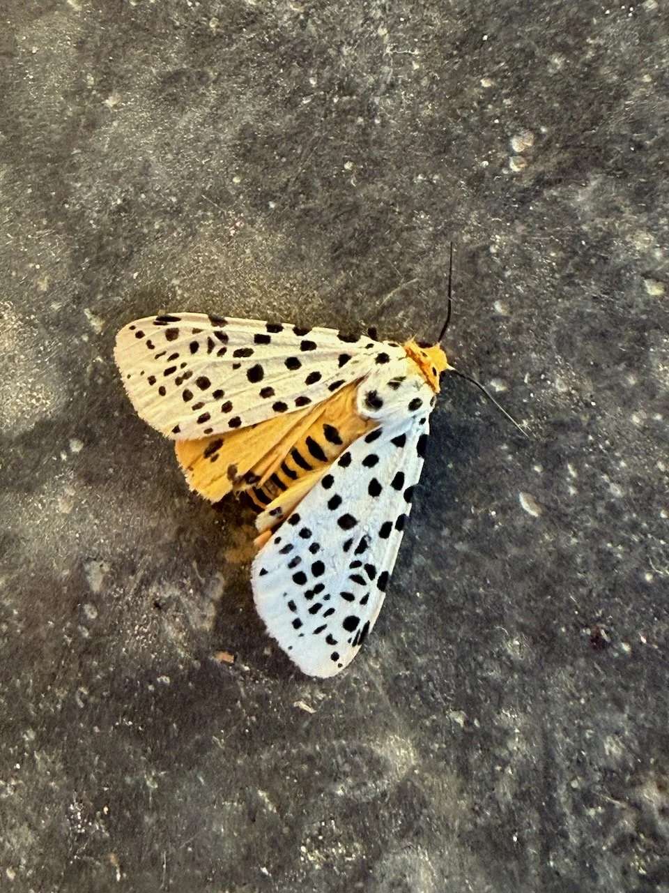 IMG_0351.jpeg