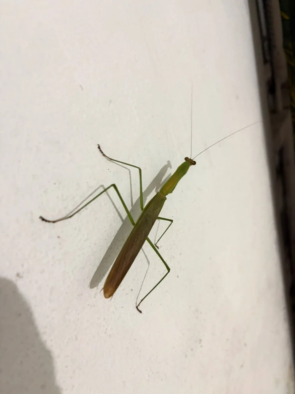 IMG_0256.jpeg