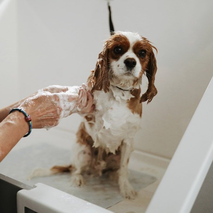 daisy-maes-dogs-grooming-king-charles-cavalier-bath-wash.jpg