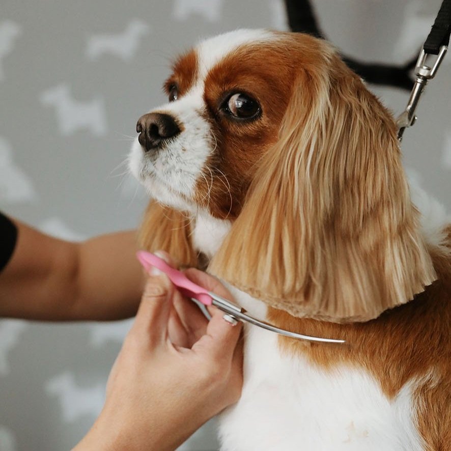 daisy-maes-dogs-grooming-king-charles-cavalier-ear-trim-2.jpg