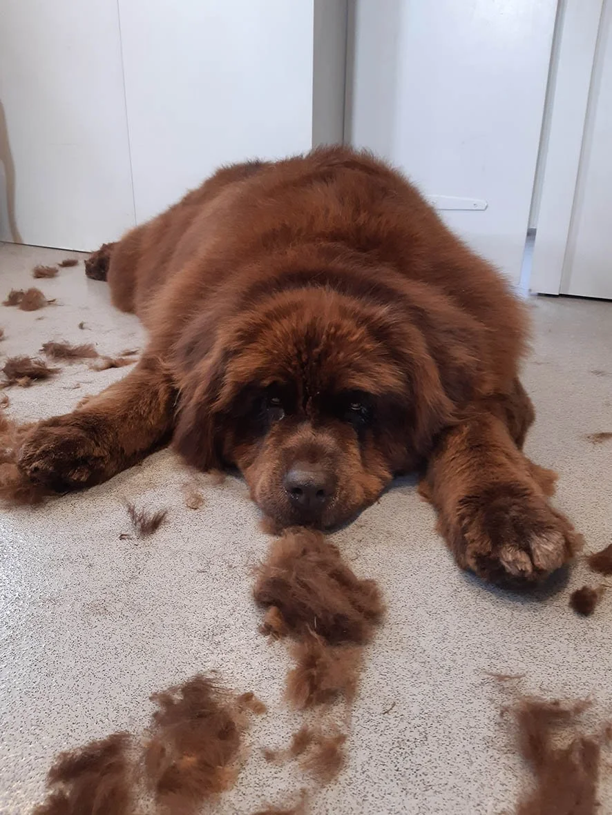 daisy-maes-dog-grooming-de-shedding-08.jpg