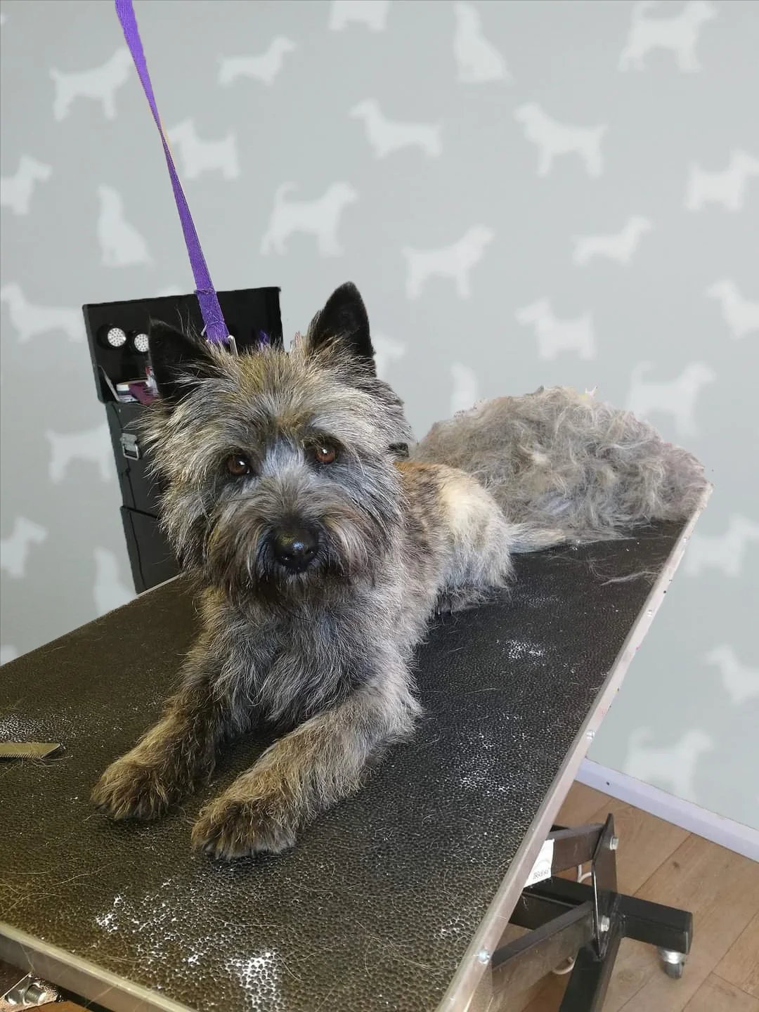 daisy-maes-dog-grooming-handstripping-01.jpg