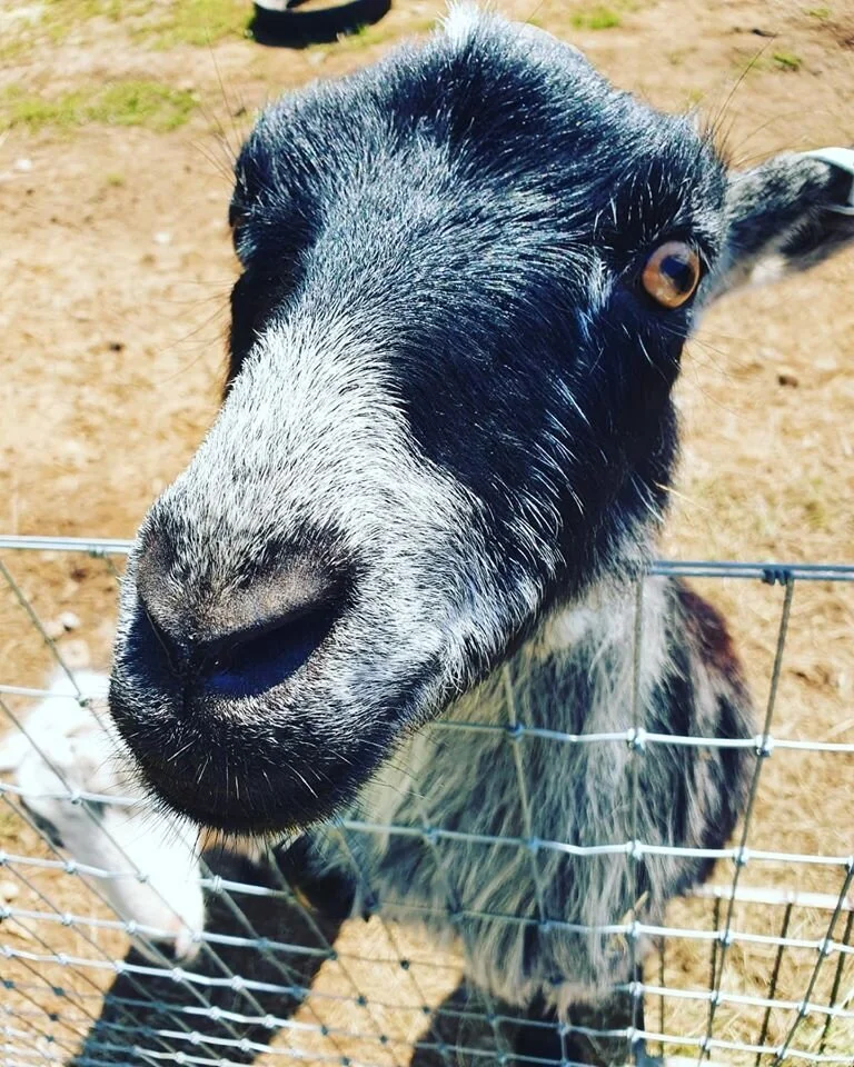 Come and meet our animals