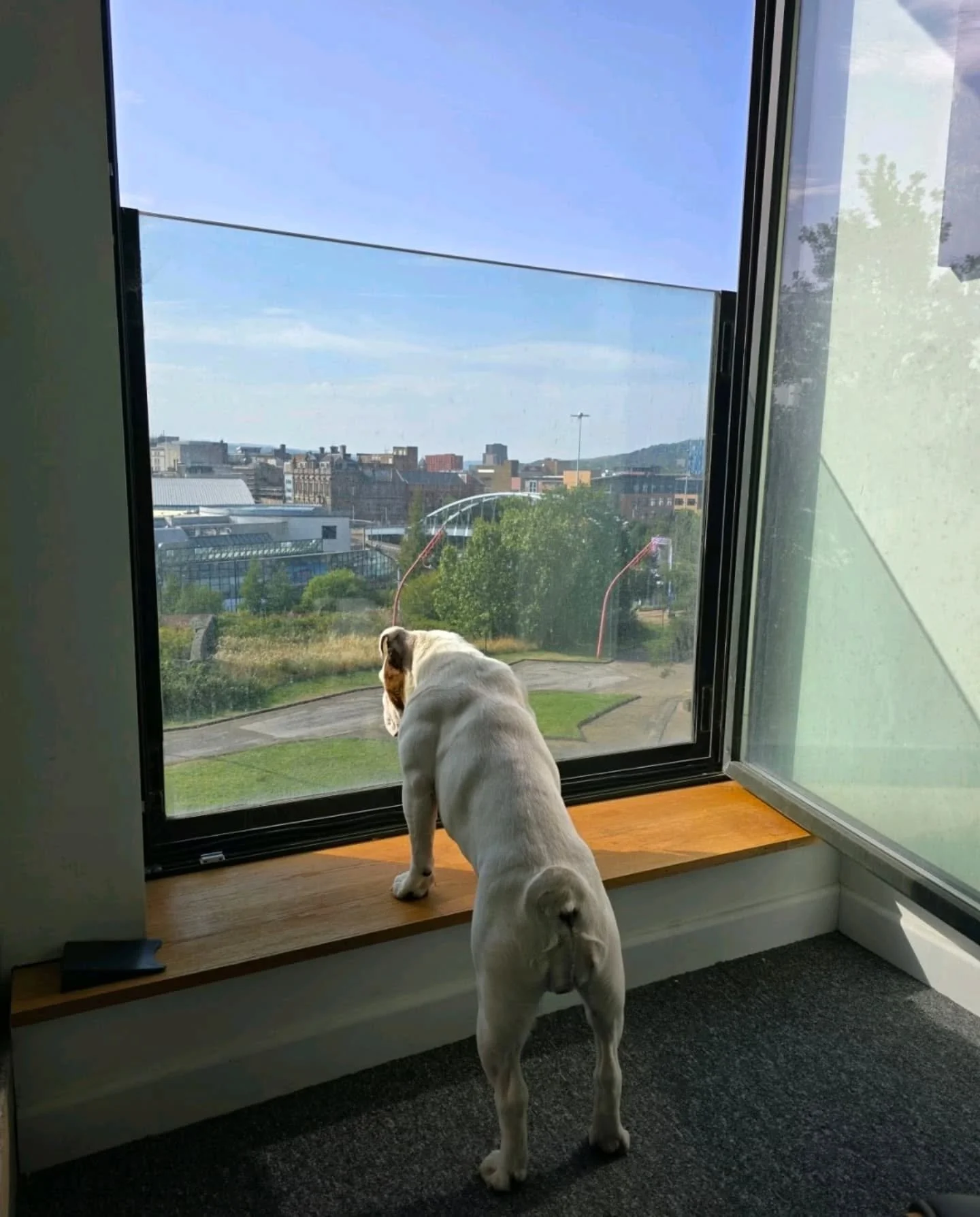 🐾 Another new starter announcement from our Sheffield studio, to celebrate International Dog Day 2025 (albeit a couple of days late)! 🐾 

This is Rosie, who is on probation as our new Brand Ambassador, hoping to fill Honey's huge pawprints. Rosie h