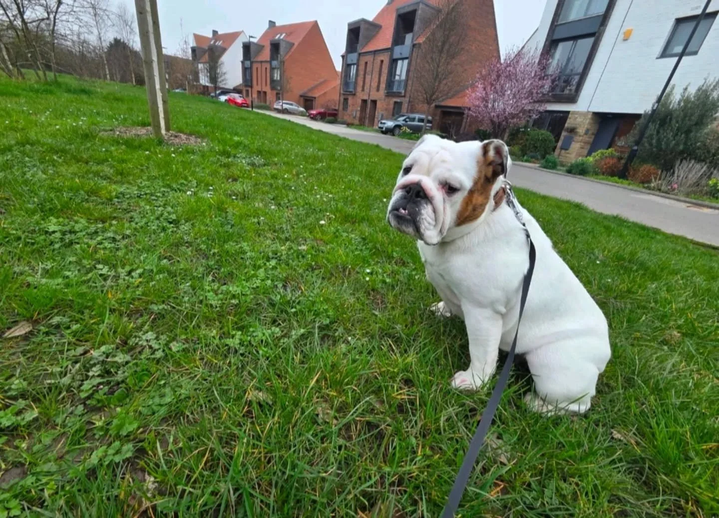 Day 2: Dad's still in Cannes. I've been taken to look at a housing development.

This is Derwenthorpe in York. Designed by Studio Partington for the RIBA award winning Joseph Rowntree Housing Trust (JRHT). Cited in the National Design Guide, architec