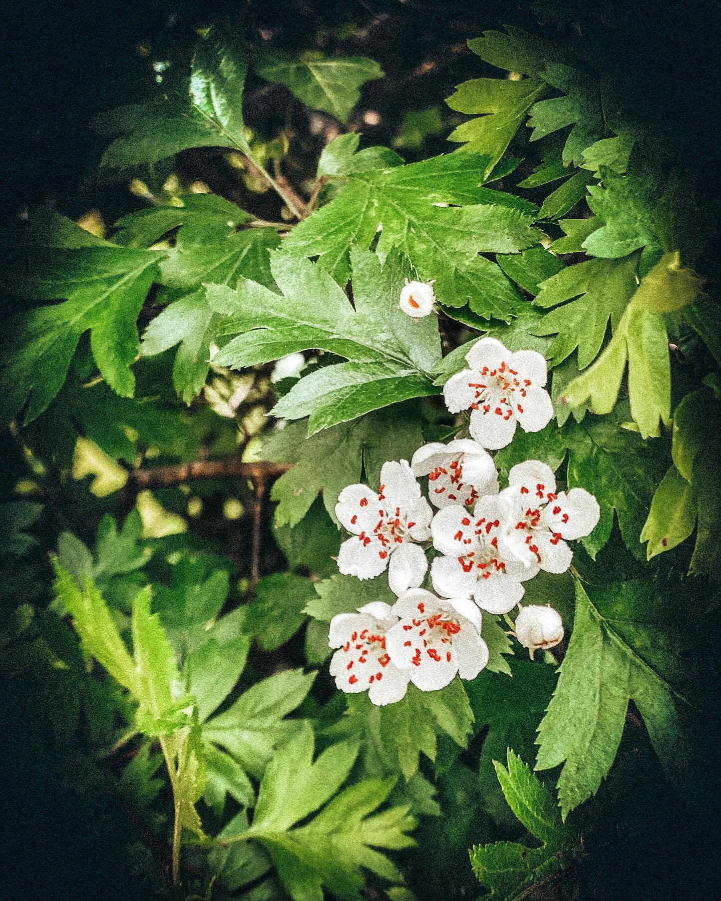 The first blossom from my Hawthorn hedge, out this morning, a Beltane blessing for sure. Such a strange shift from one month to the next this year. The weather is slow to change and I think many of us are feeling the same. 

In circle last night we w