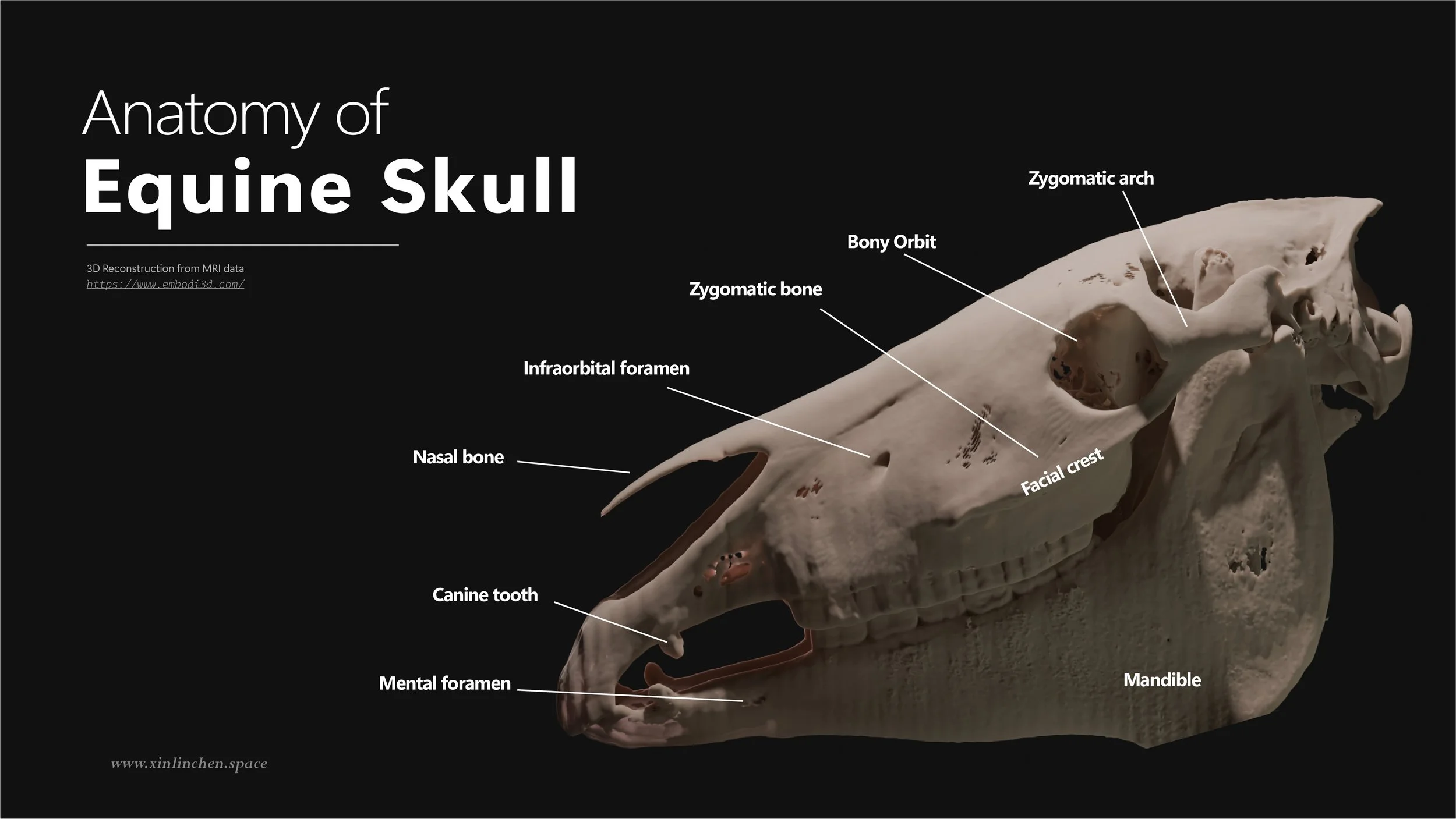 Horse Head - CT 3D Reconstruction