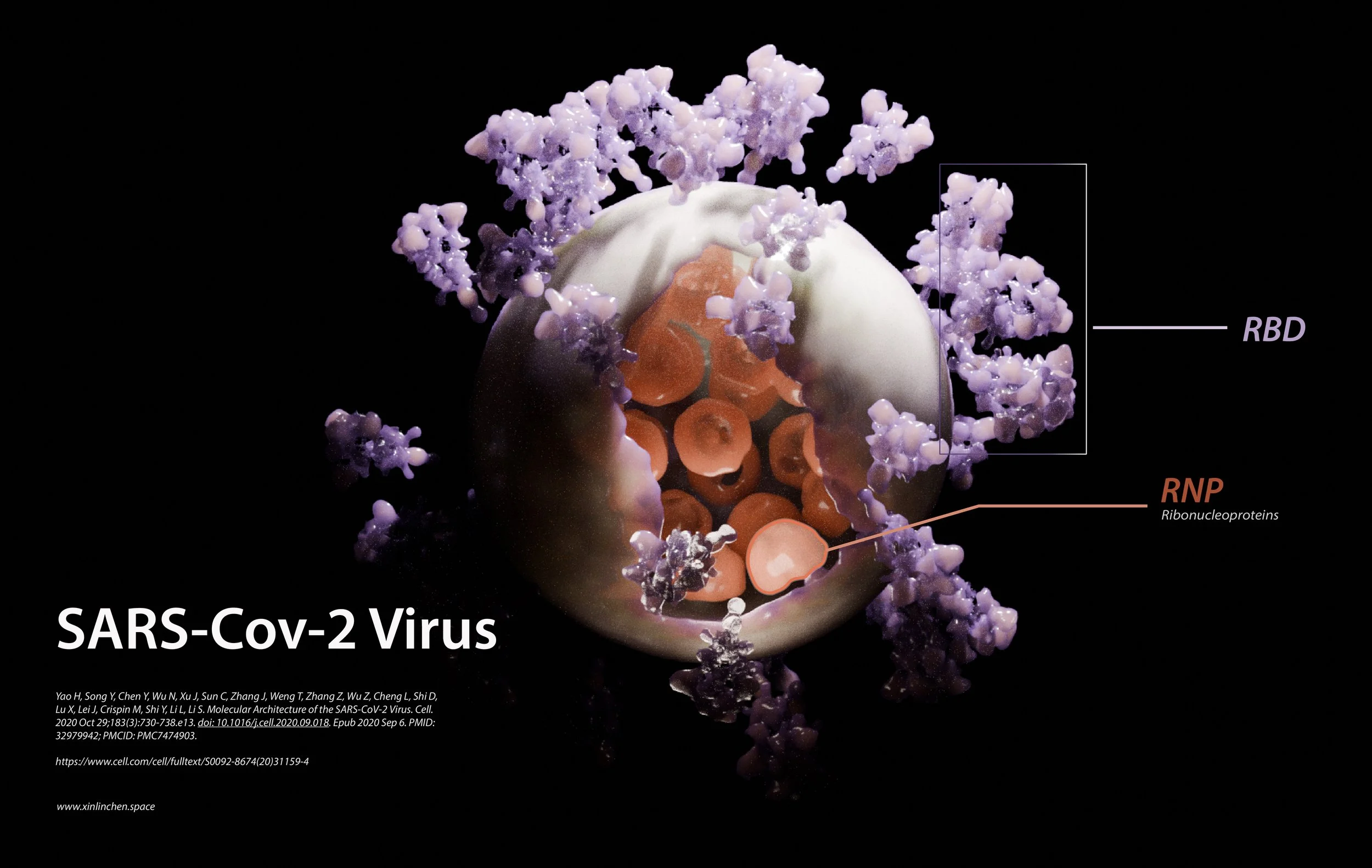 SARS-Cov-2 Virus - 3D Reconstruction