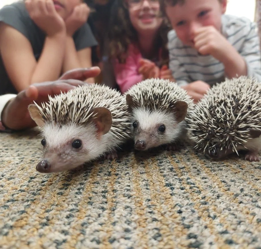 Animal Encounters 4.jpg