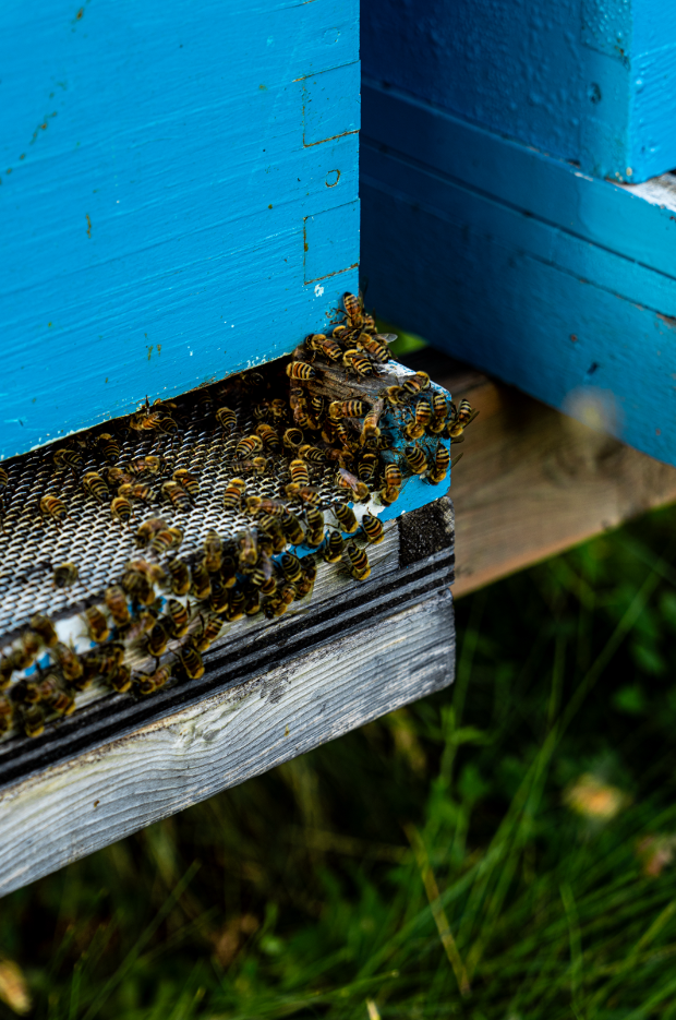 Bees clustered on the entrance of a blue-painted beehive box, with some bees on a honeycomb frame inside.