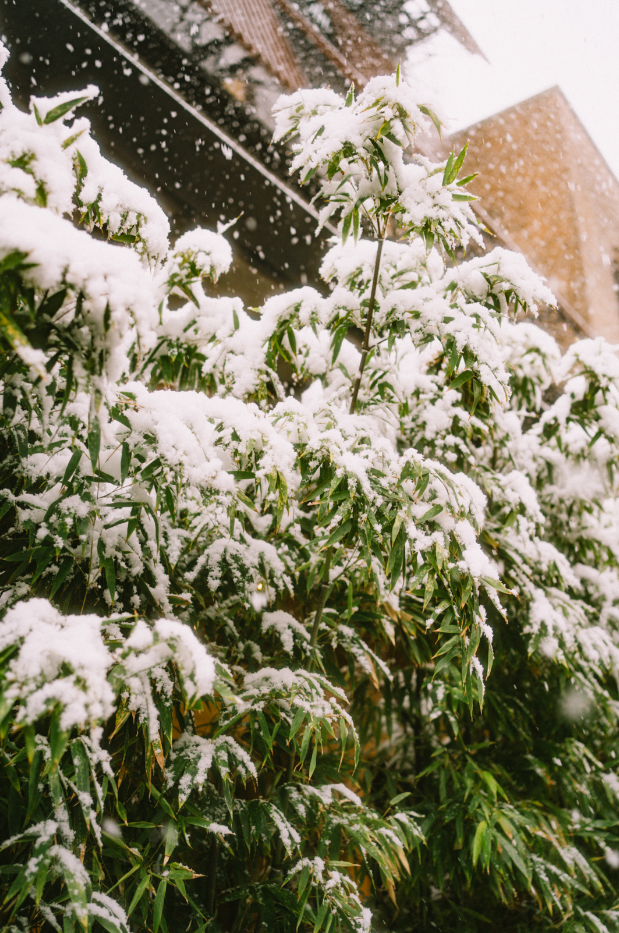 Snow-covered bushes with green leaves and a building in the background during snowfall.