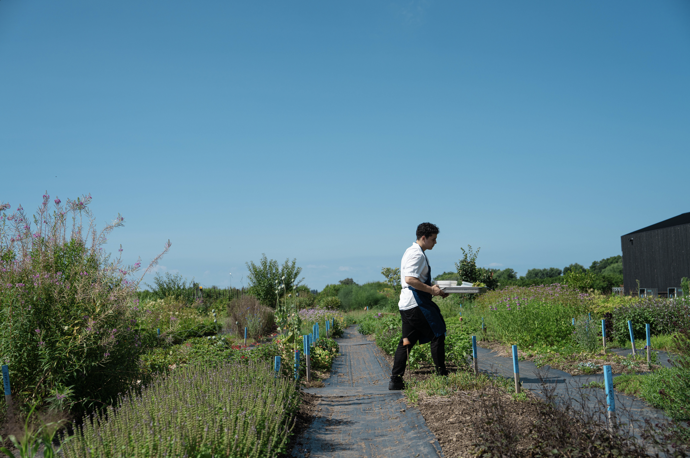 A man in a white shirt and black apron holding a tray while walking through a vegetable garden with flowering plants and small blue plant markers under a clear blue sky.