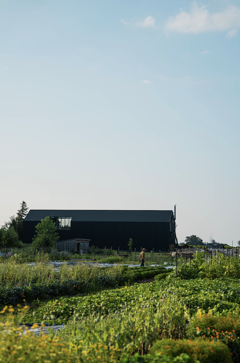 A person walking through a lush green farm with rows of vegetables, with a large black barn and smaller wooden shed in the background under a partly cloudy sky.