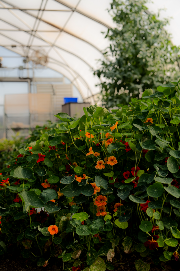 Green leafy plants with orange and red flowers inside a greenhouse.