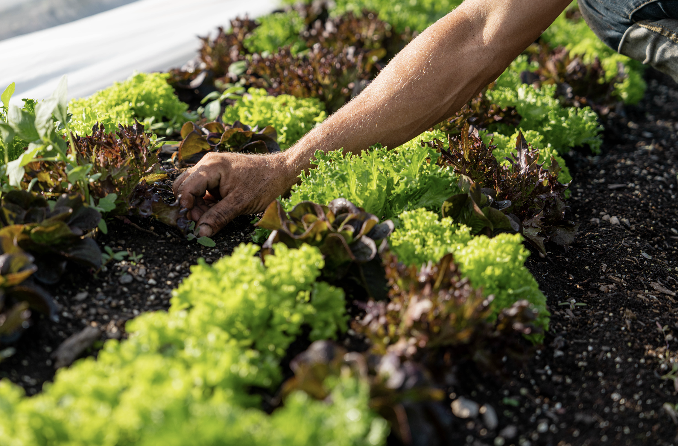 Person tending to rows of leafy green and purple lettuce plants in a garden with sunlight.