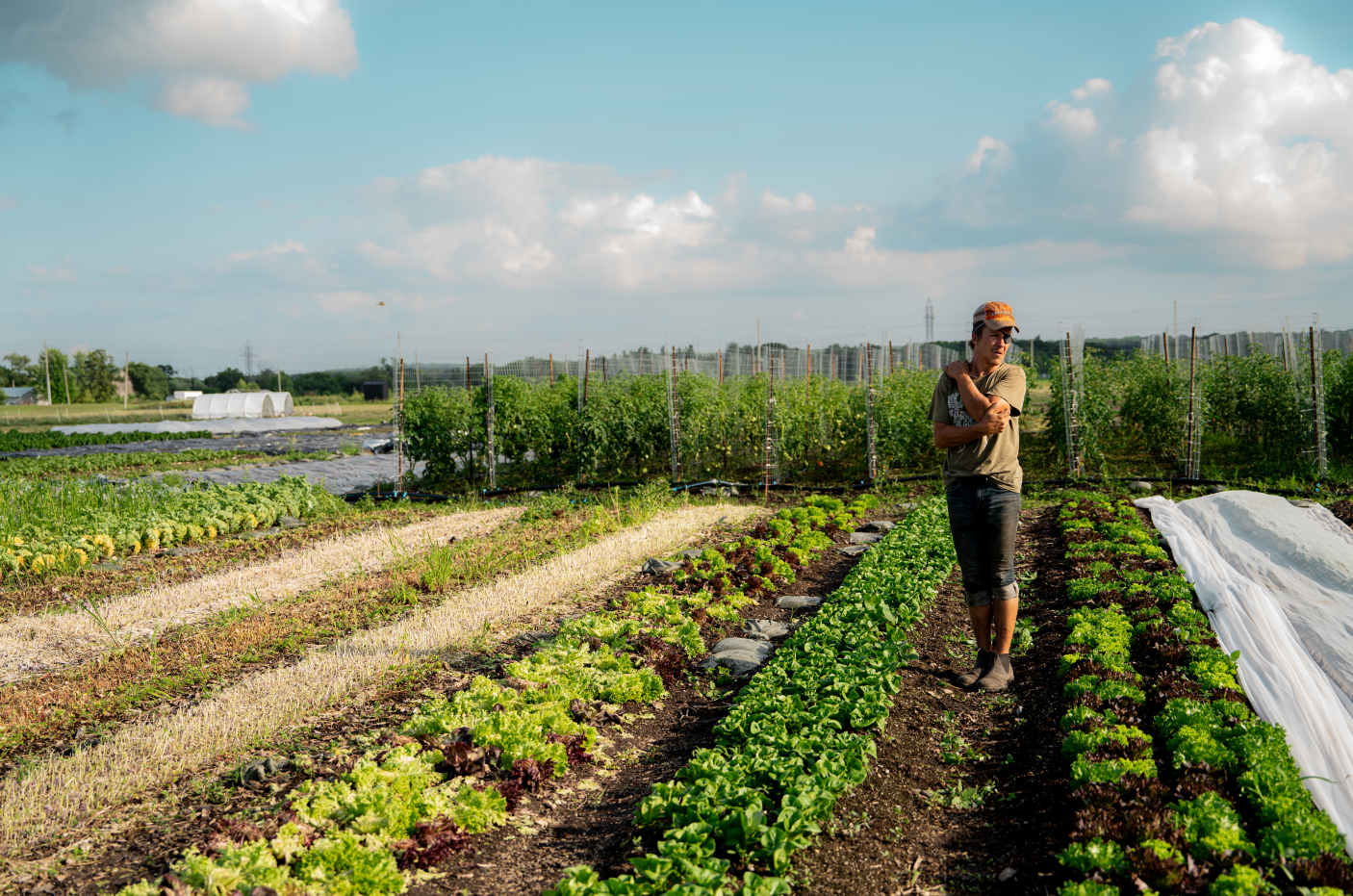 A man standing in a vegetable garden during the daytime, surrounded by rows of leafy greens, with a partly cloudy sky above.