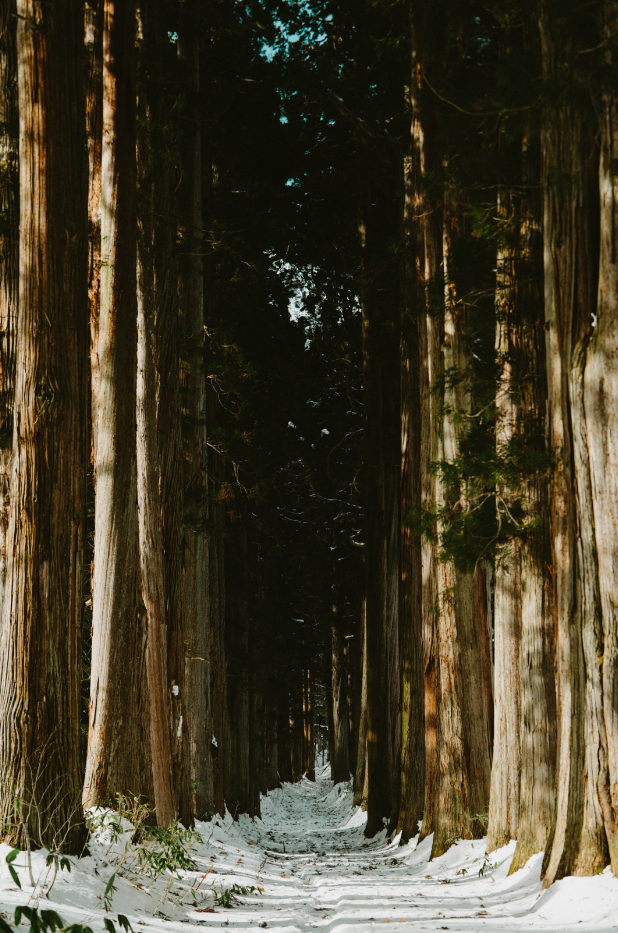 travelphotography_Japan2026_mariepierstlaurent10.png
