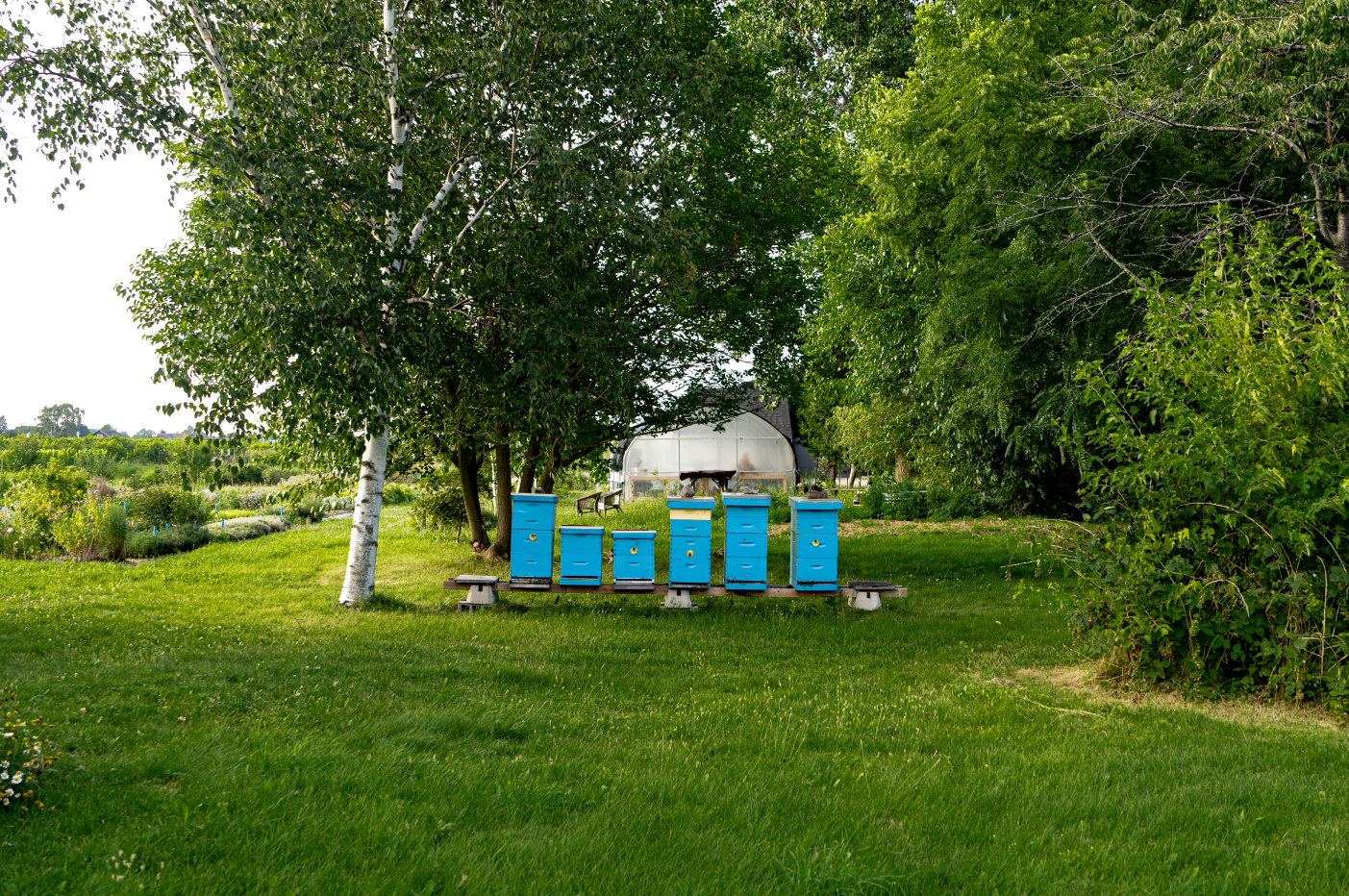 A row of blue beehives on a wooden bench in a lush green garden with trees and a greenhouse in the background.