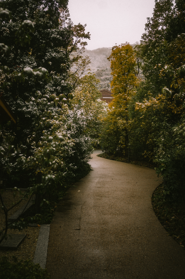 A winding pathway through a garden with trees and bushes on either side, some with white blossoms, under an overcast sky.