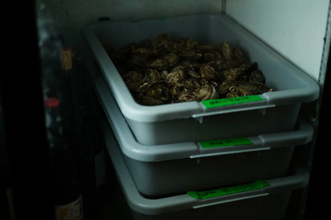 A refrigerator shelf with three stacked plastic containers filled with fresh oysters.
