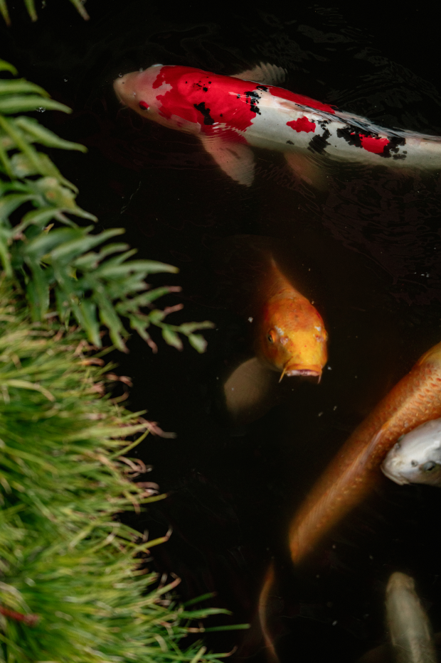 Colorful koi fish swimming in a dark pond near green plants.