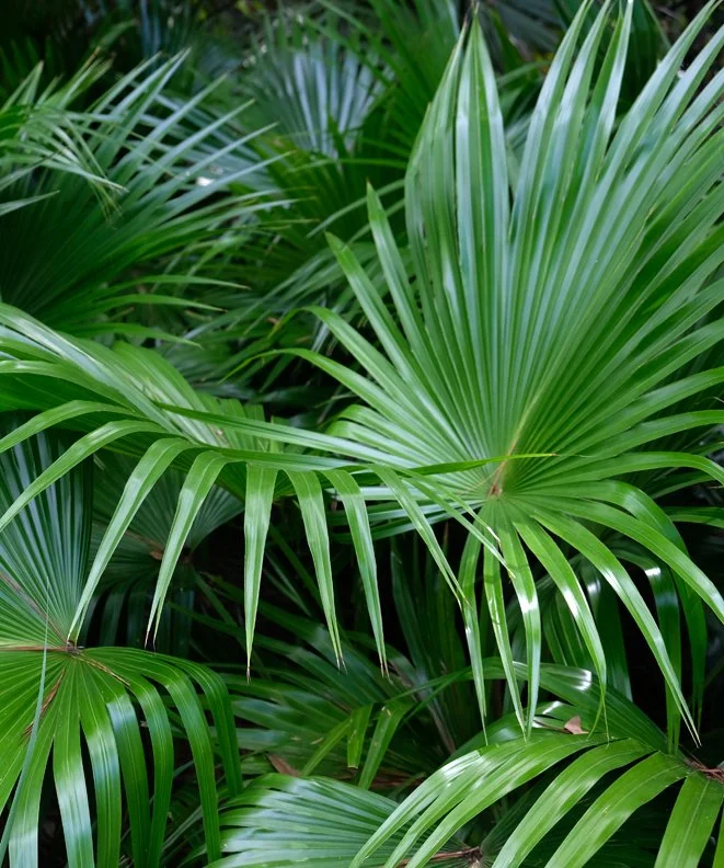 fan palm.JPG
