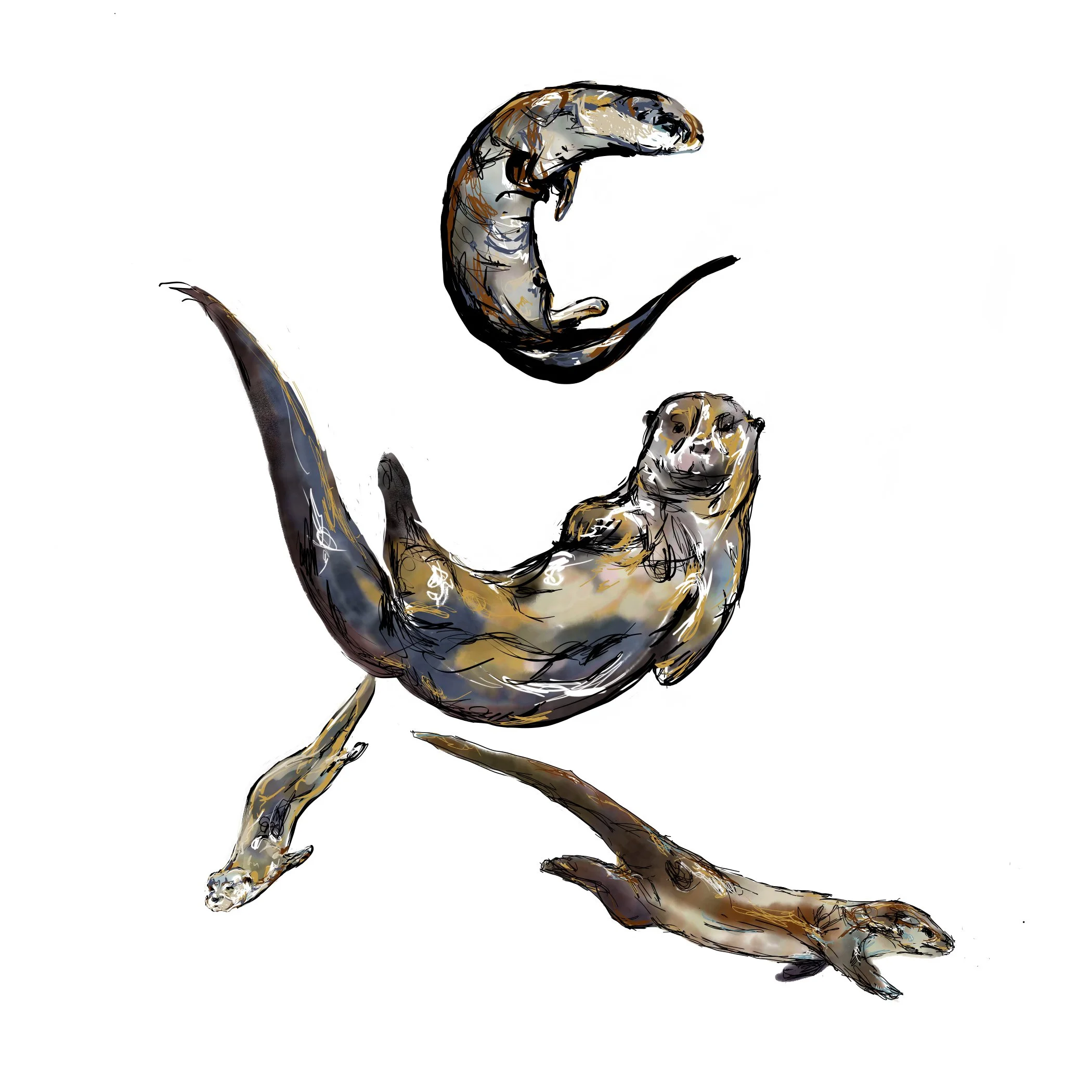 Otter sketch.jpg