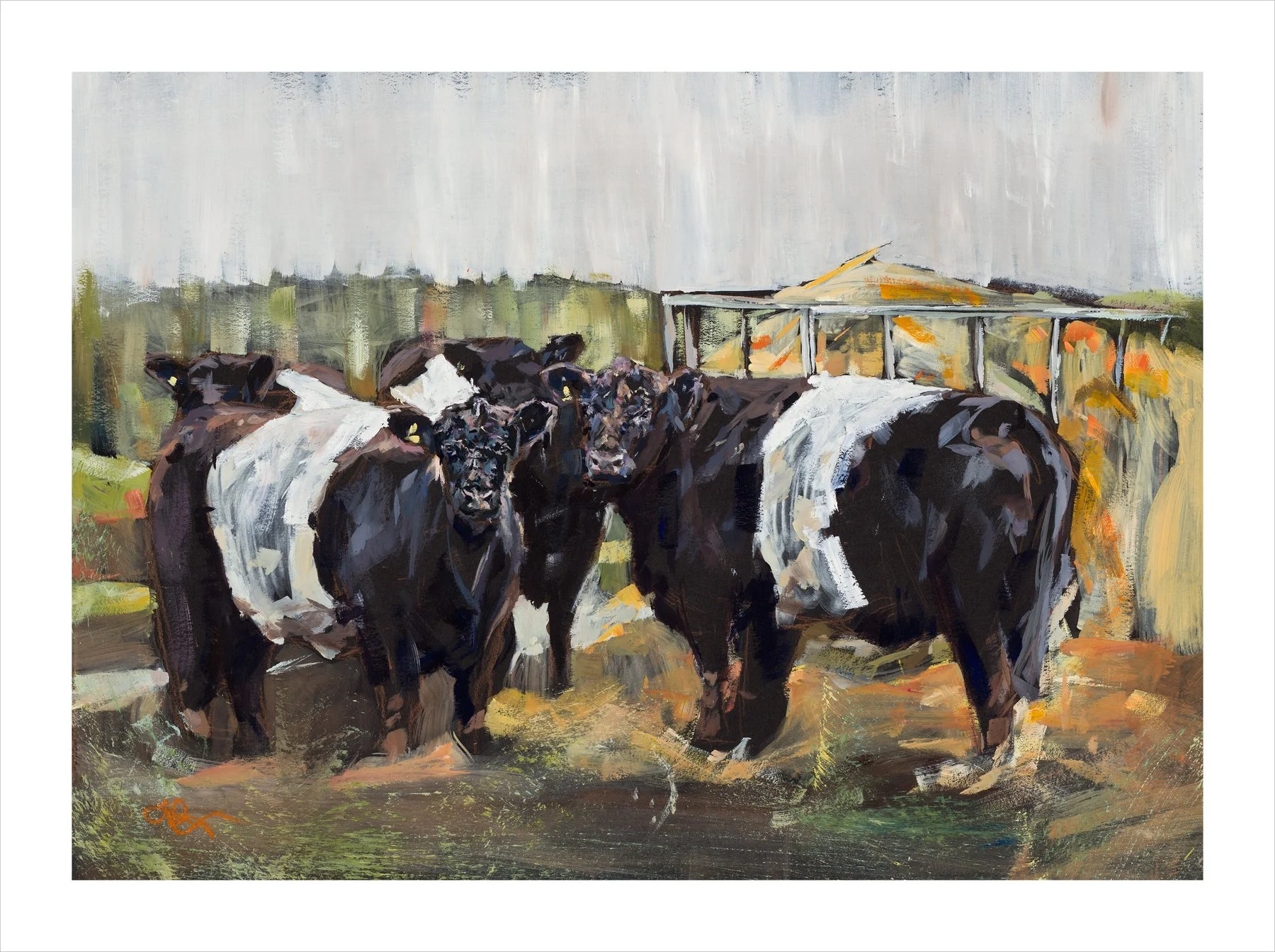 Beltie Heifers