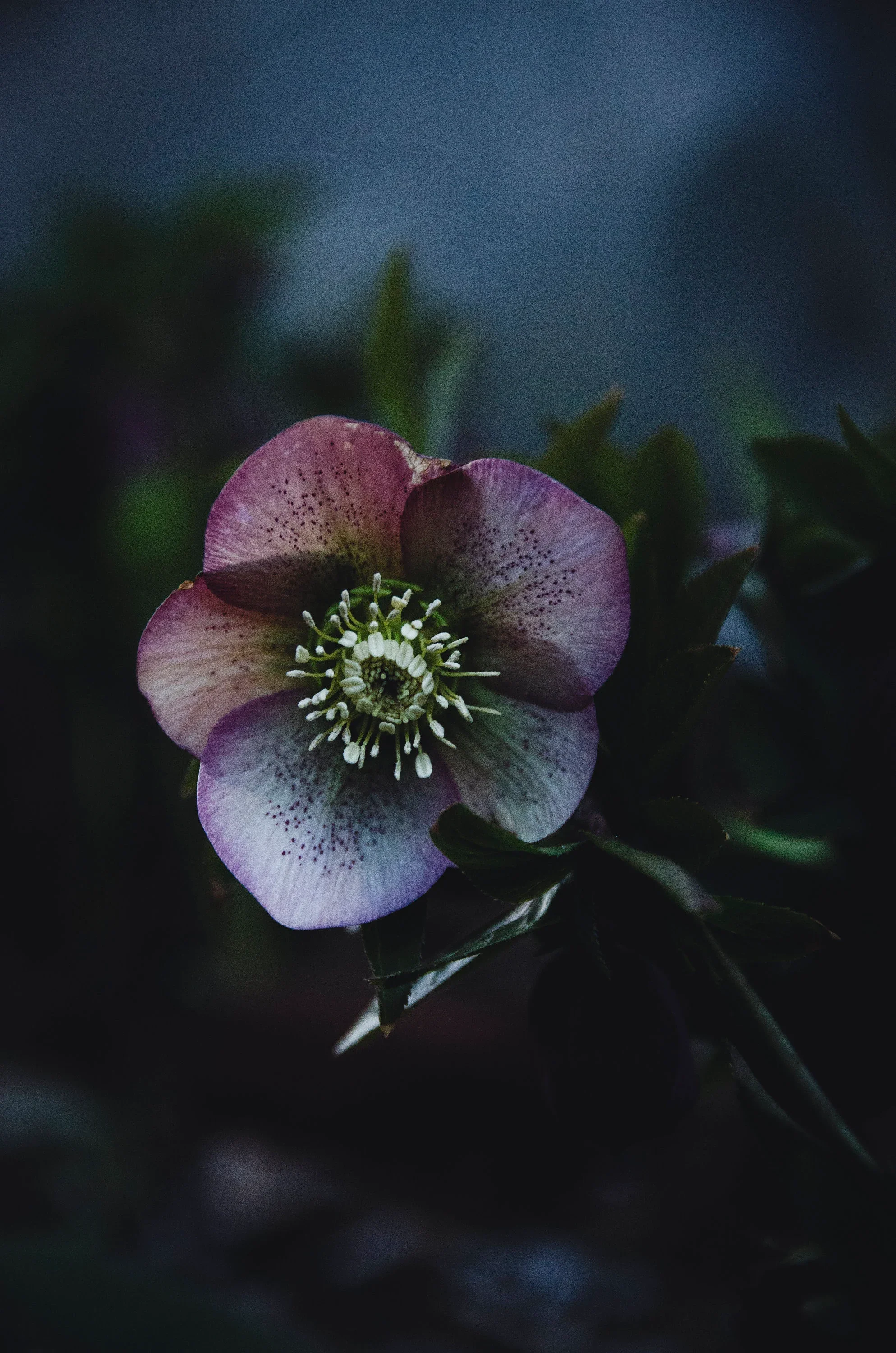 Hellebore Flower Essence