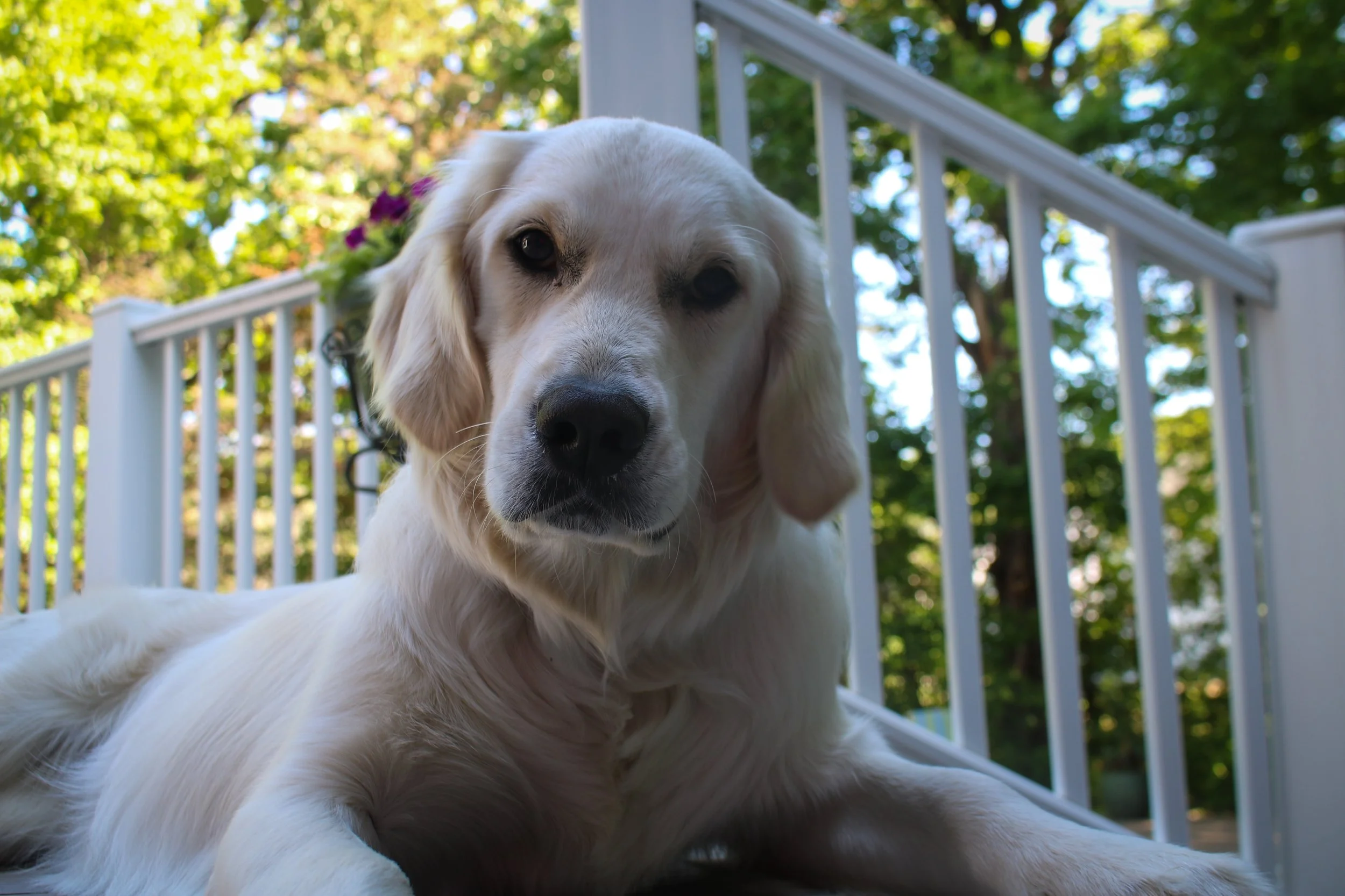Dogs: Maggie 2.jpg