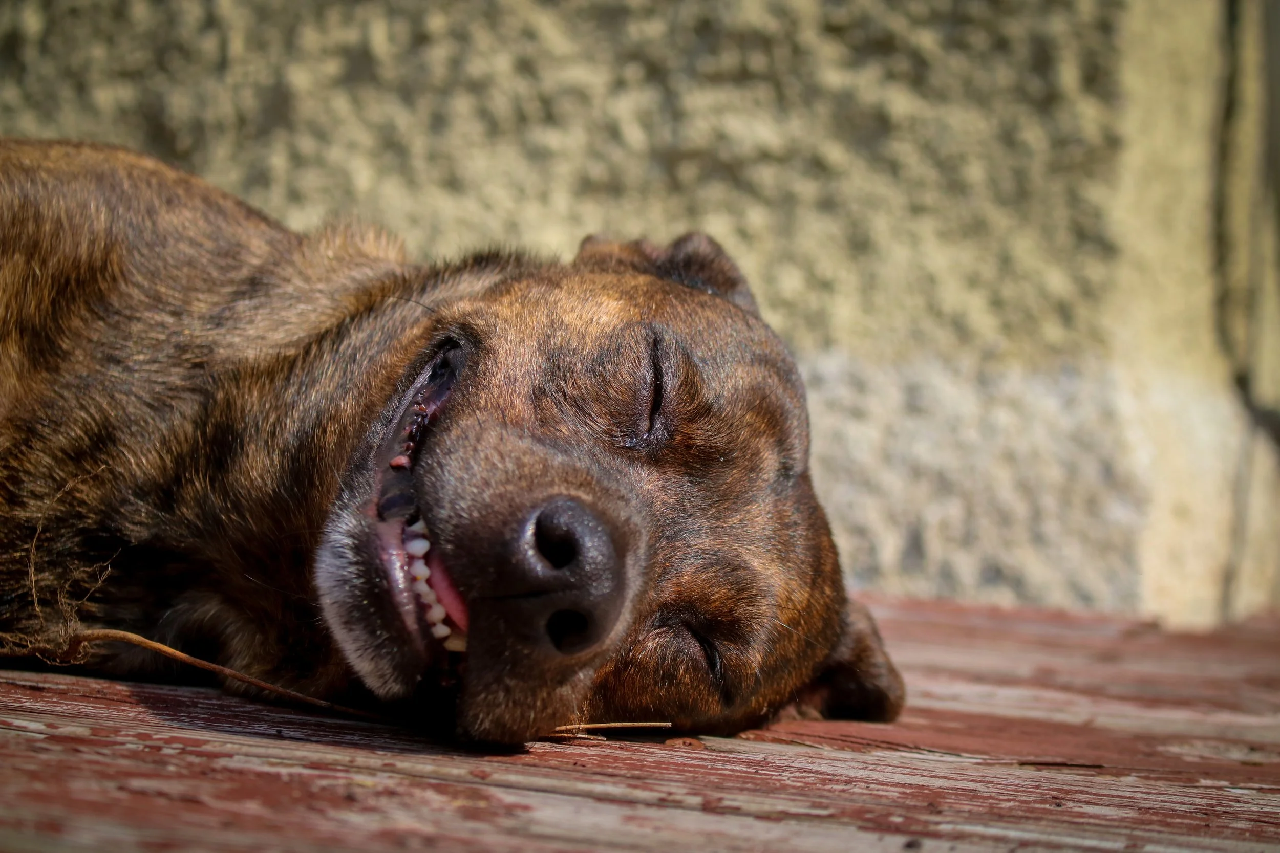 Dogs: Willow.jpg