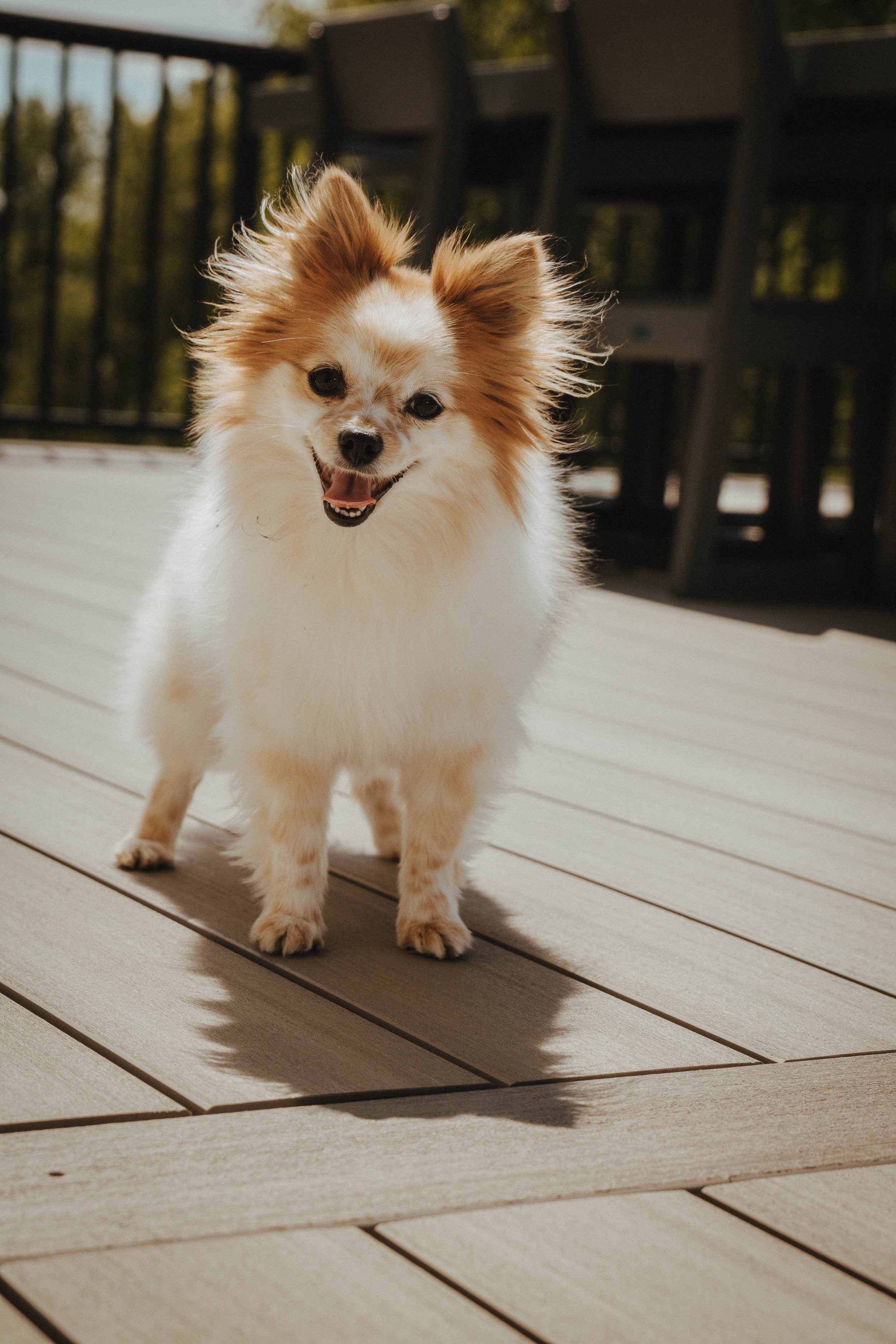 Dogs: Tilly 1.jpg