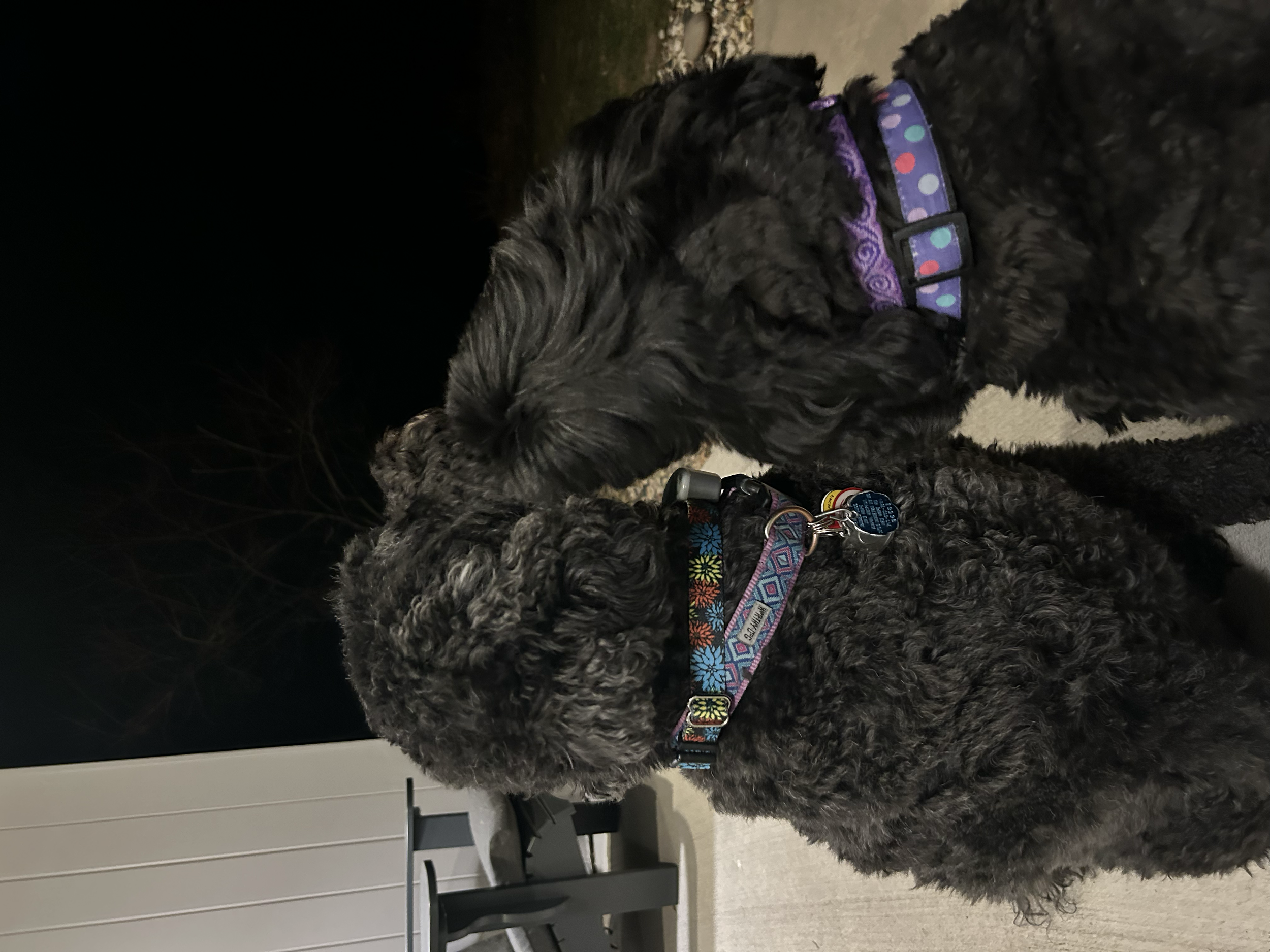 Piper & Dixie