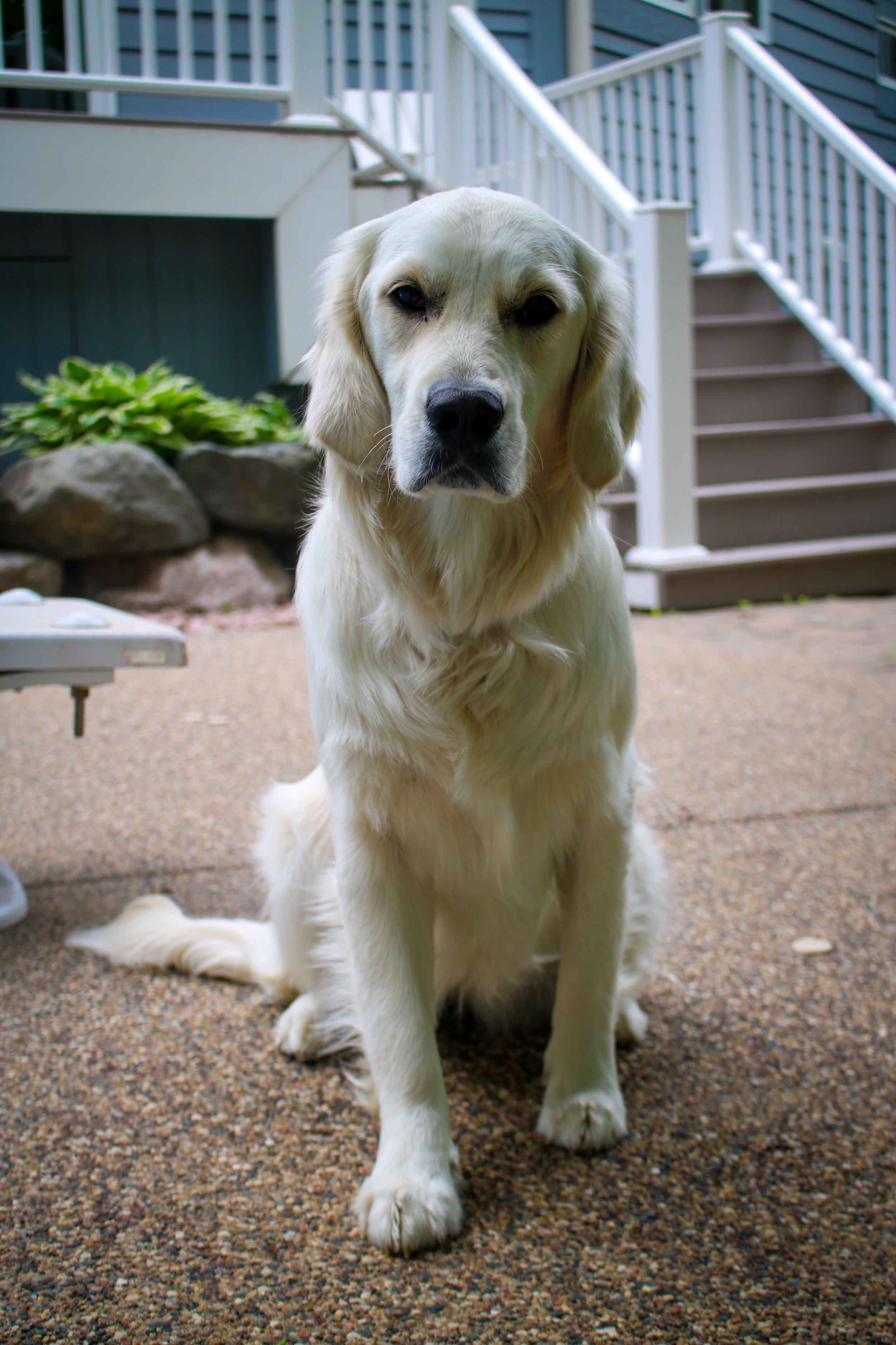 Maggie
