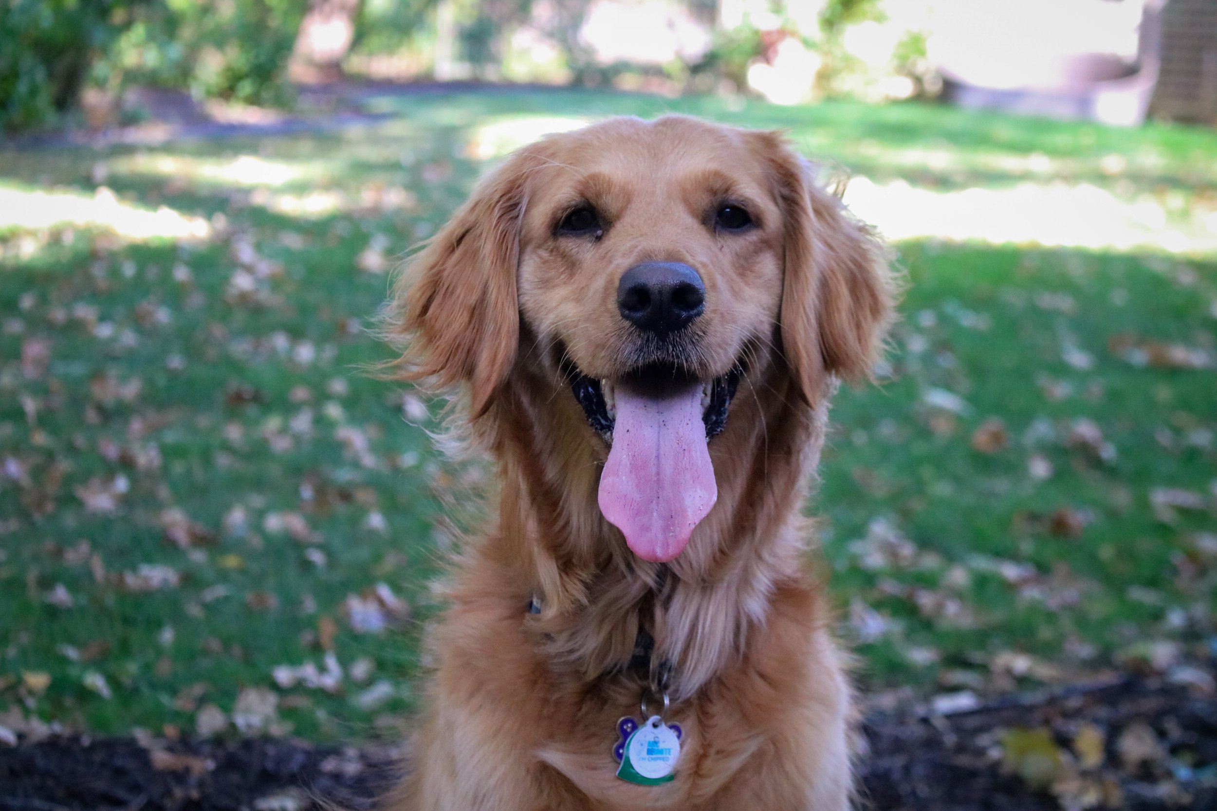 Dogs: Shelby 1.jpg