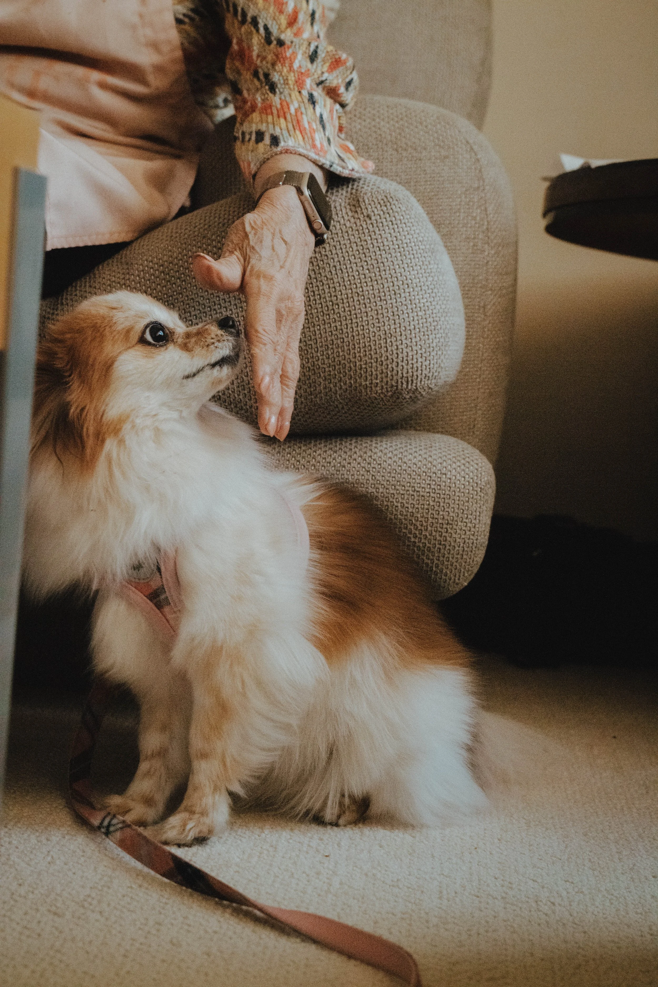 Dogs: Tilly 2.jpg