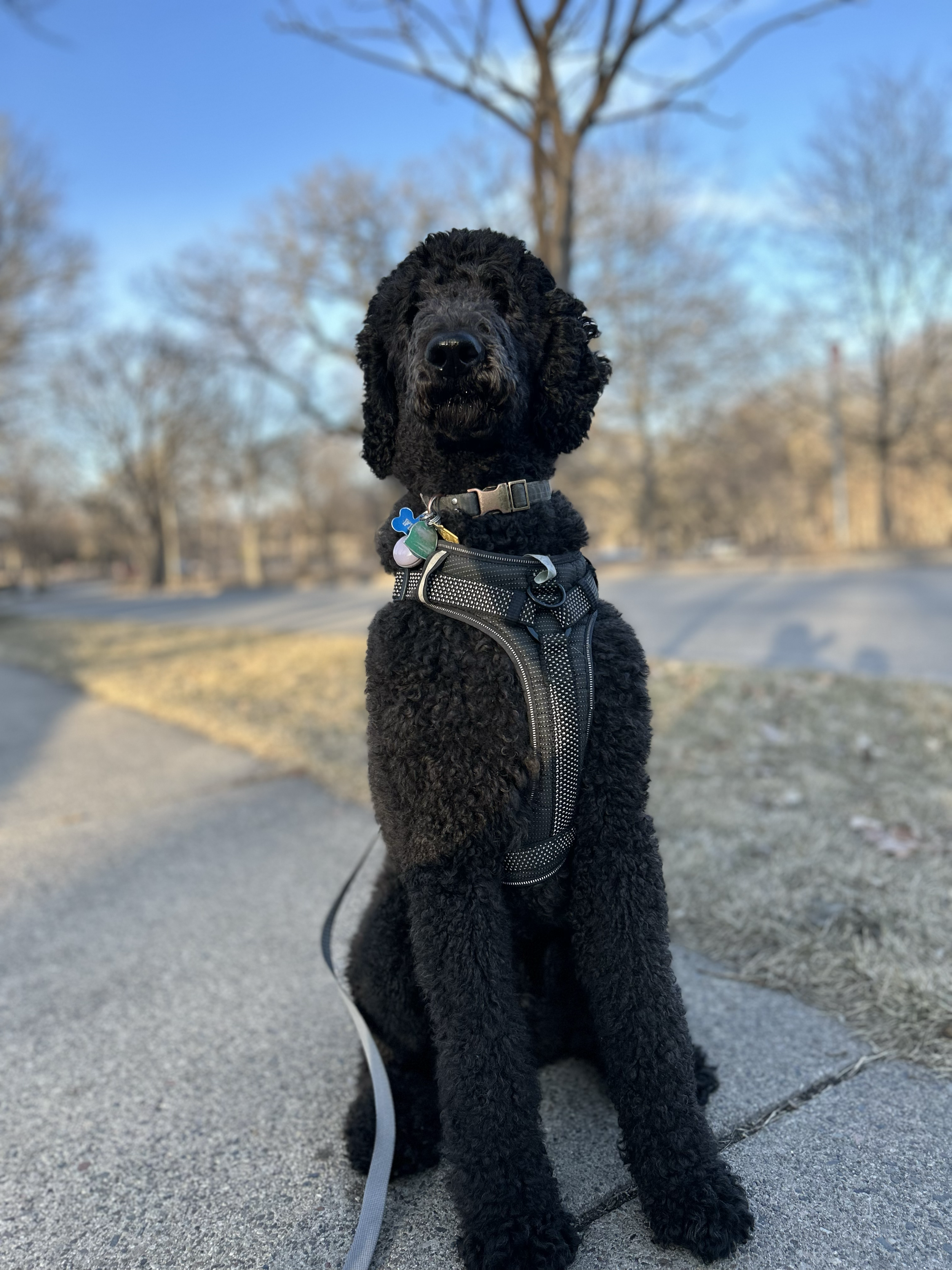 Fitz