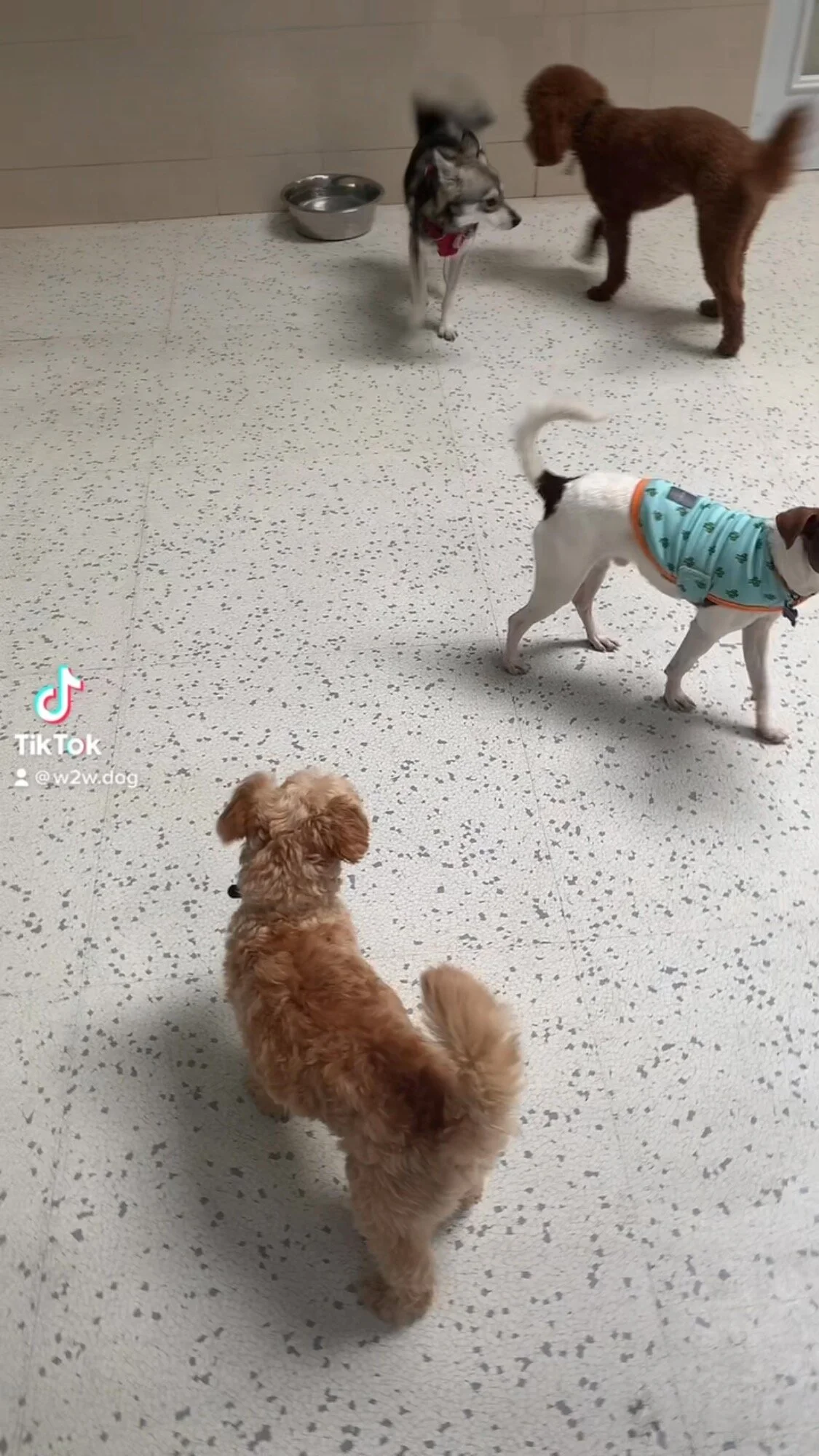 Stunning Culver City Dog Boarding Capture Photography Stunning Culver City Dog Boarding Capture Photography