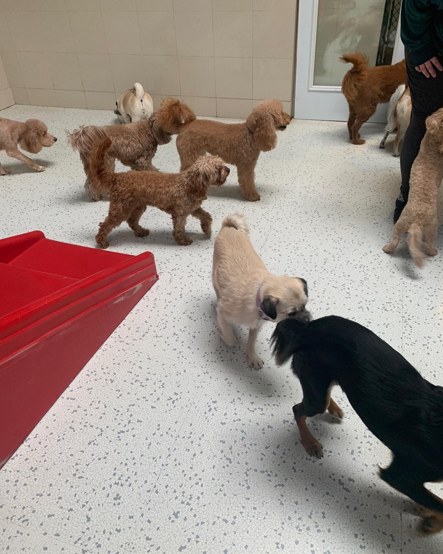 High-Quality Culver City Dog Boarding Image Photography High-Quality Culver City Dog Boarding Image Photography