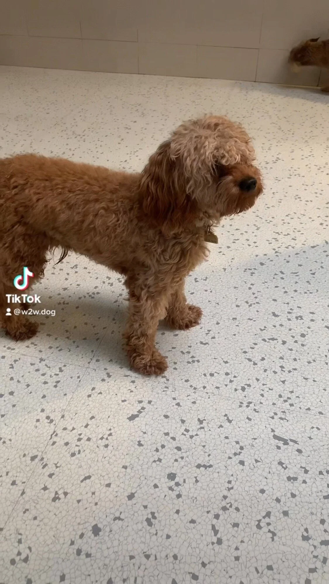 Artistic Culver City Dog Boarding Picture Art Artistic Culver City Dog Boarding Picture Art