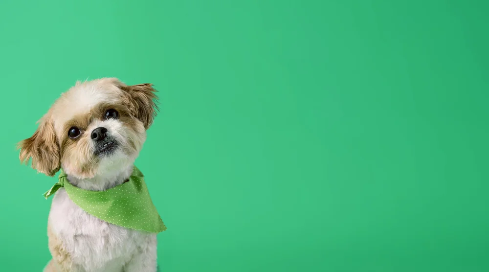 Mesmerizing Culver City Dog Boarding Landscape for Mobile Mesmerizing Culver City Dog Boarding Landscape for Mobile