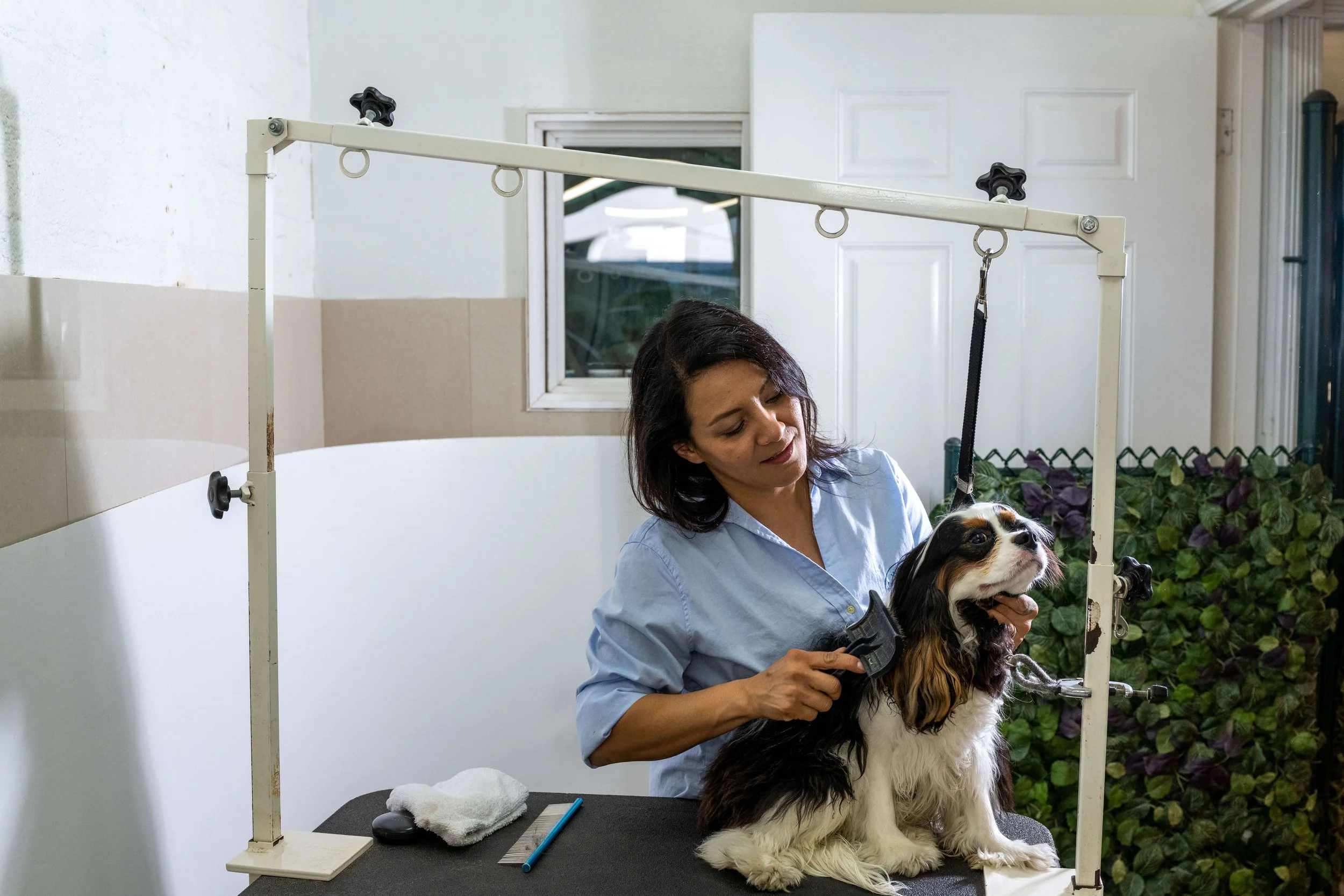 Culver City's Premier Dog Groomer — Culver City Pet Care Wags 2 Whiskers