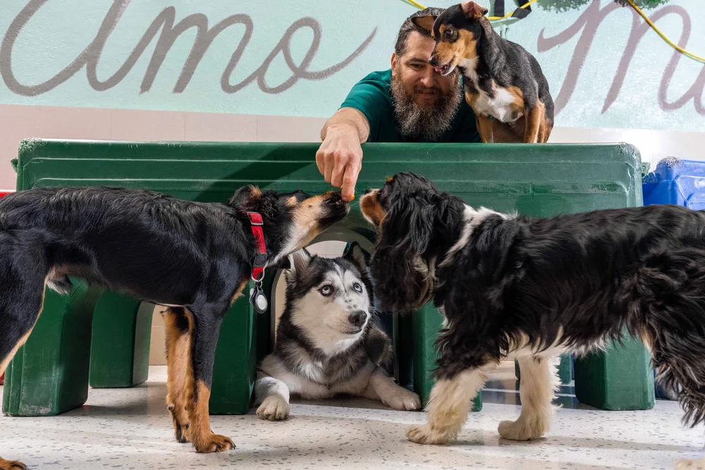 Vivid Culver City Dog Boarding Capture Nature Vivid Culver City Dog Boarding Capture Nature