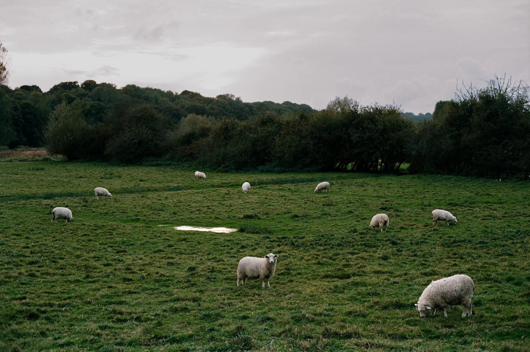 Sheep grazing in a pasture in the English countryside.