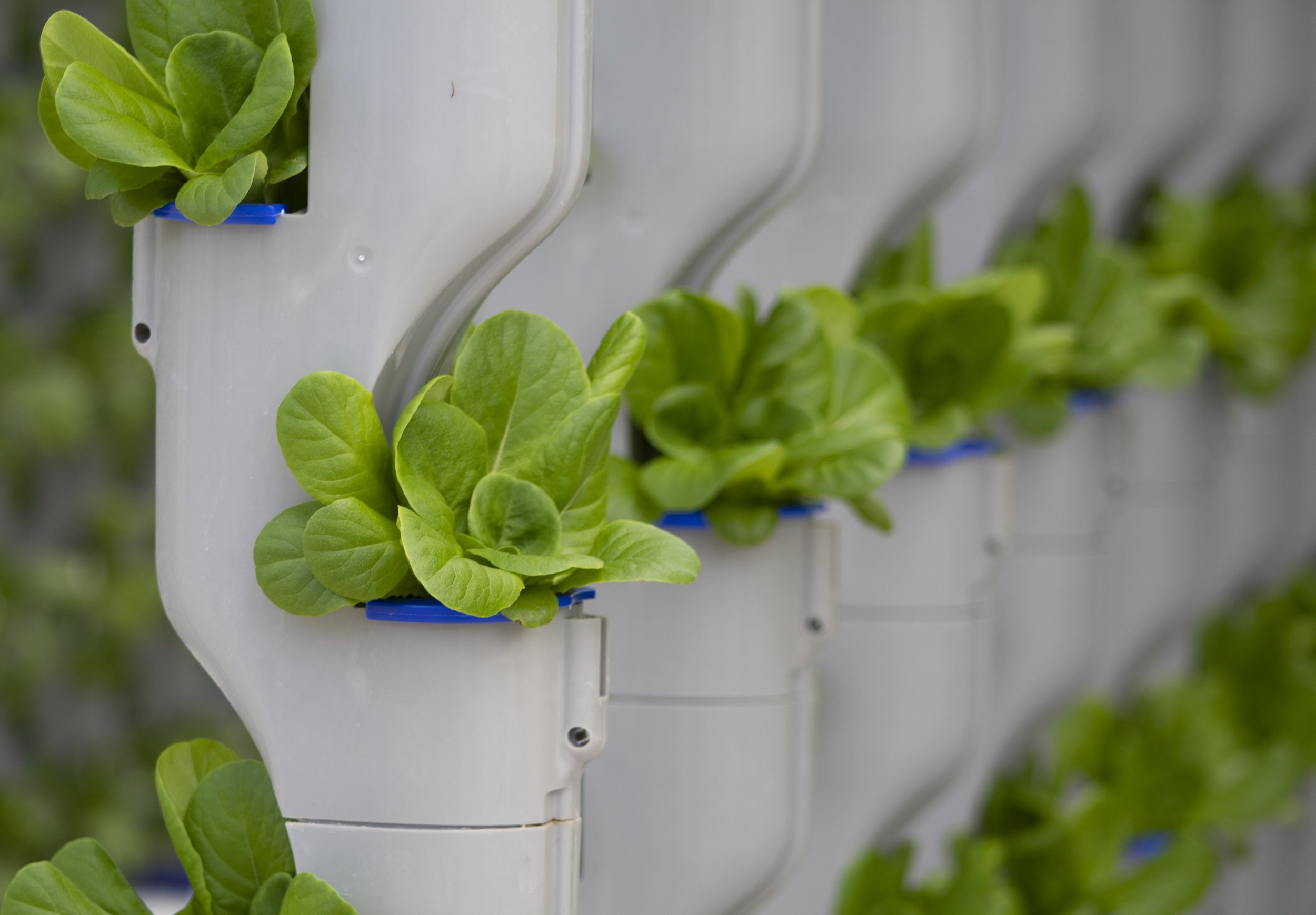 A vertical hydroponic pipe with lettuce growing