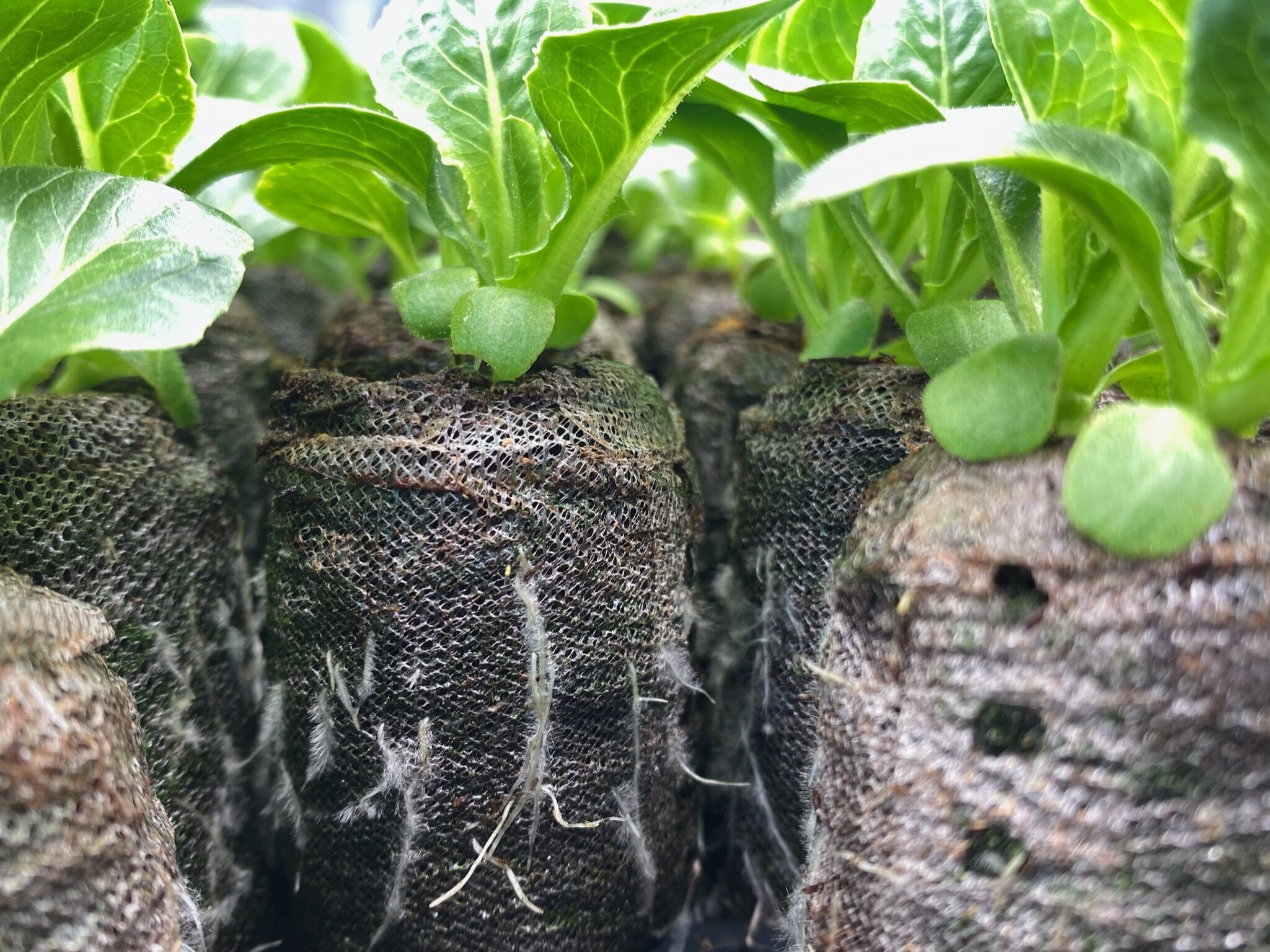 Guide to Hydroponic Growing Media Eden Green