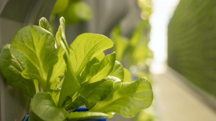 Implementing Effective Pest and Disease Control Measures for Hydroponic Spinach