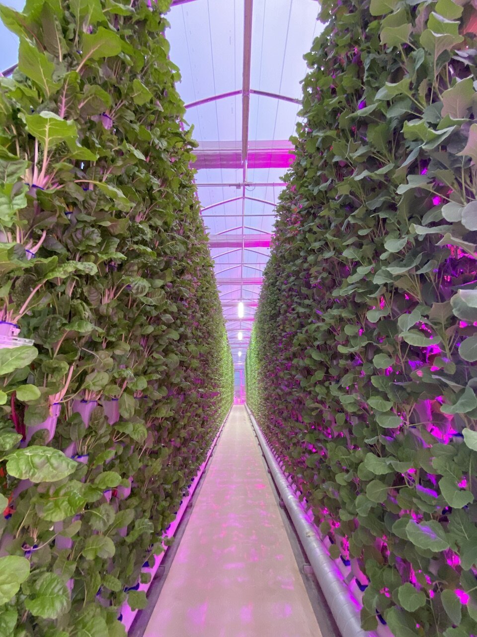 Hydroponic Vertical Farming